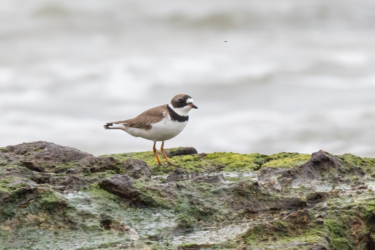Semipalmated Plover - ML613540248