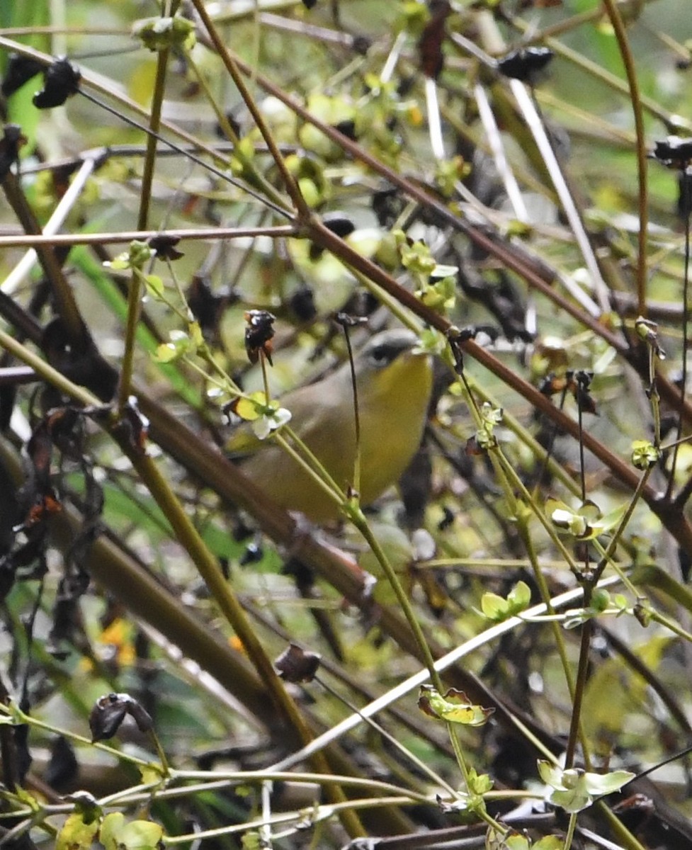 Gray-crowned Yellowthroat - ML613540465
