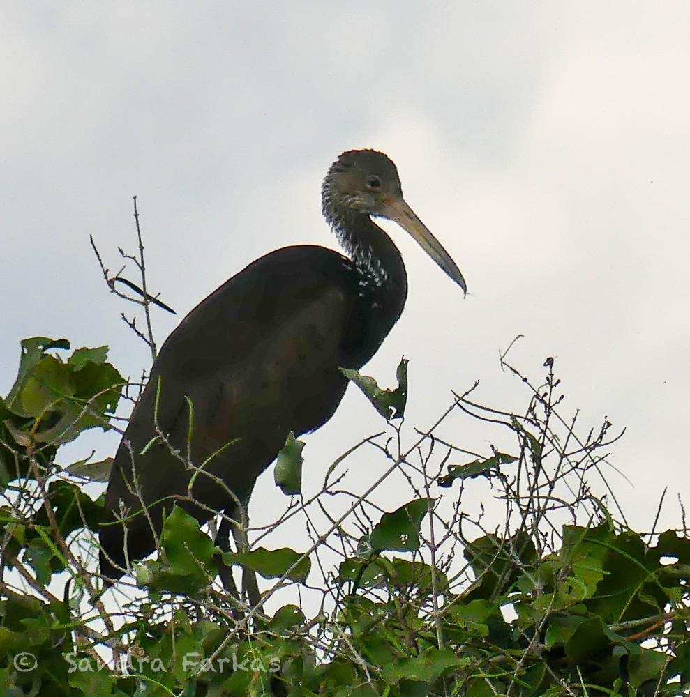Limpkin (Brown-backed) - ML613540468