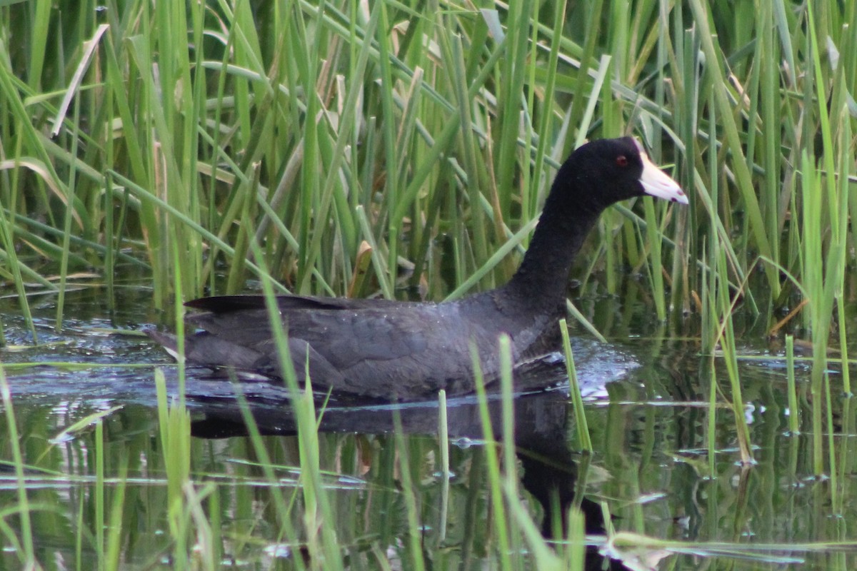 American Coot (Red-shielded) - ML613540522