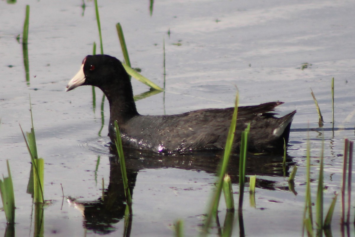 American Coot (Red-shielded) - ML613540598