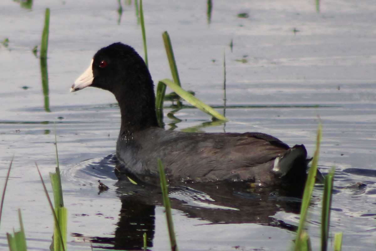 American Coot (Red-shielded) - ML613540599