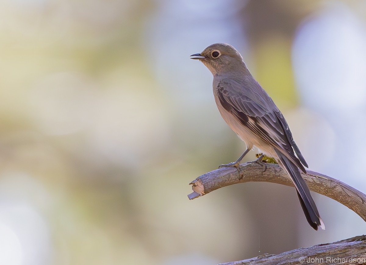 Townsend's Solitaire - ML613540876