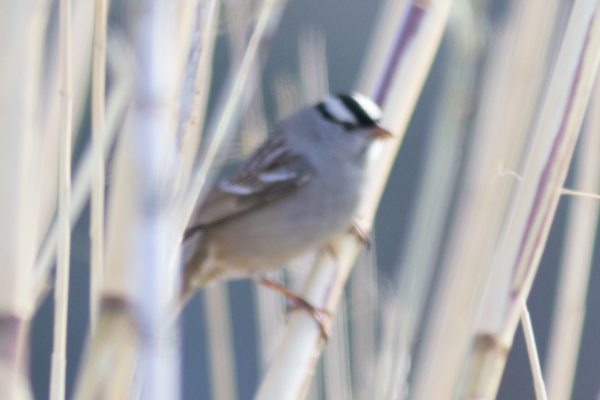 White-crowned Sparrow (Dark-lored) - Luke Tiller