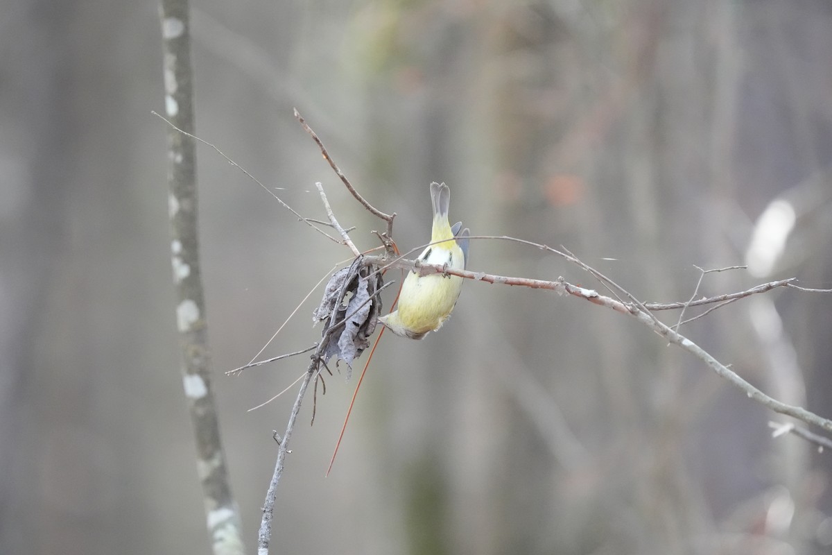 Orange-crowned Warbler - Todd DeVore