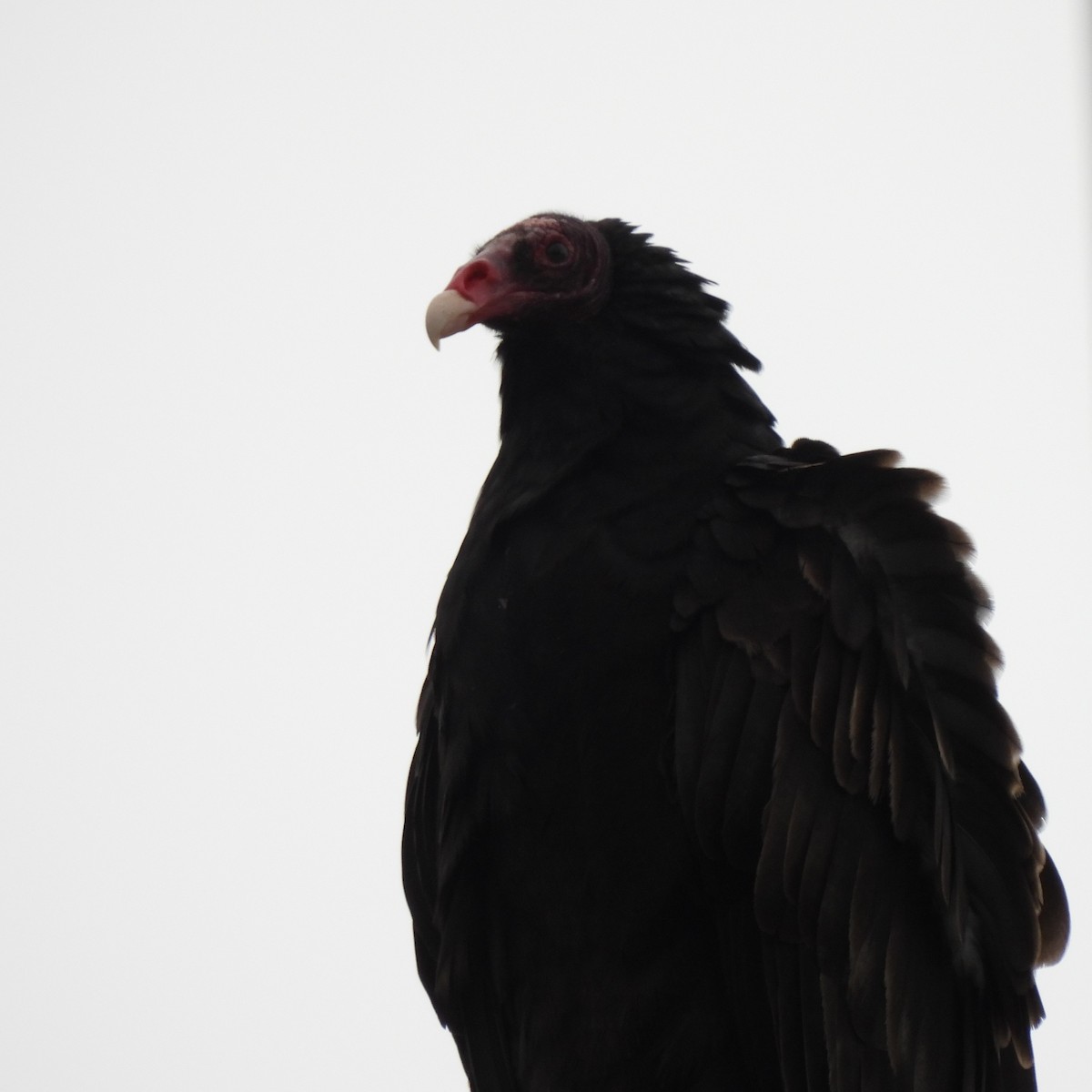 Turkey Vulture - ML613541034