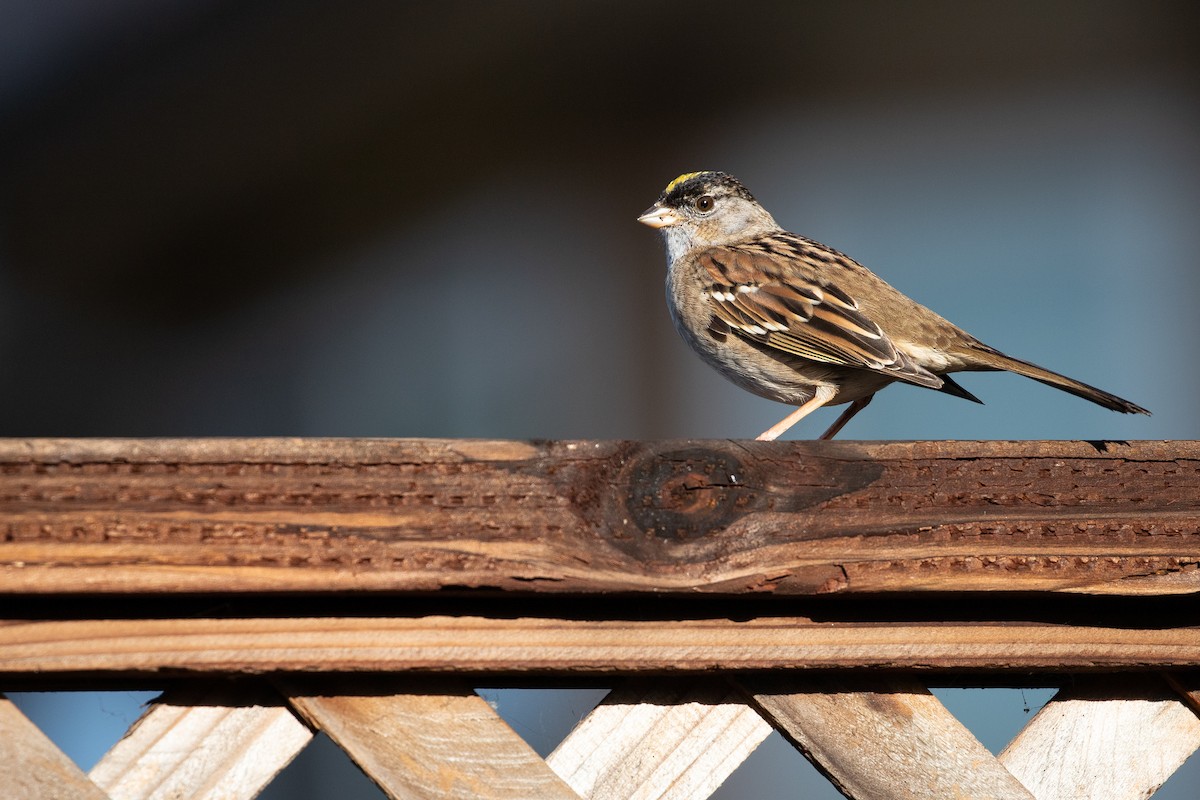 Golden-crowned Sparrow - ML613541136