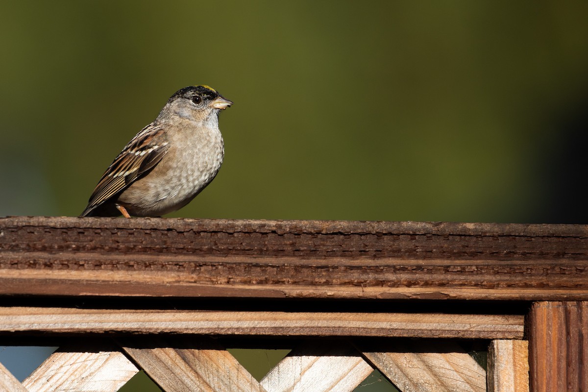 Golden-crowned Sparrow - ML613541139