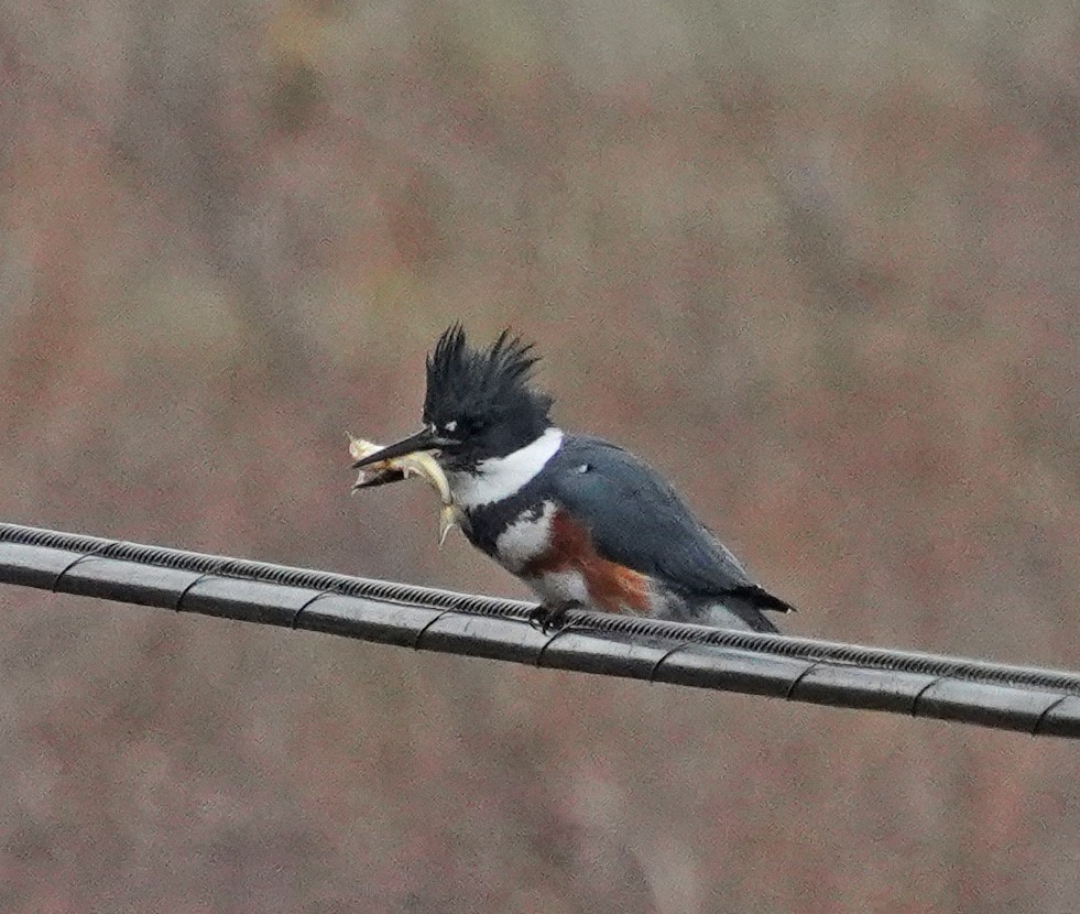 Belted Kingfisher - ML613541244