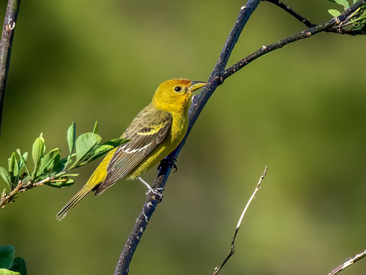 Western Tanager - ML613541298