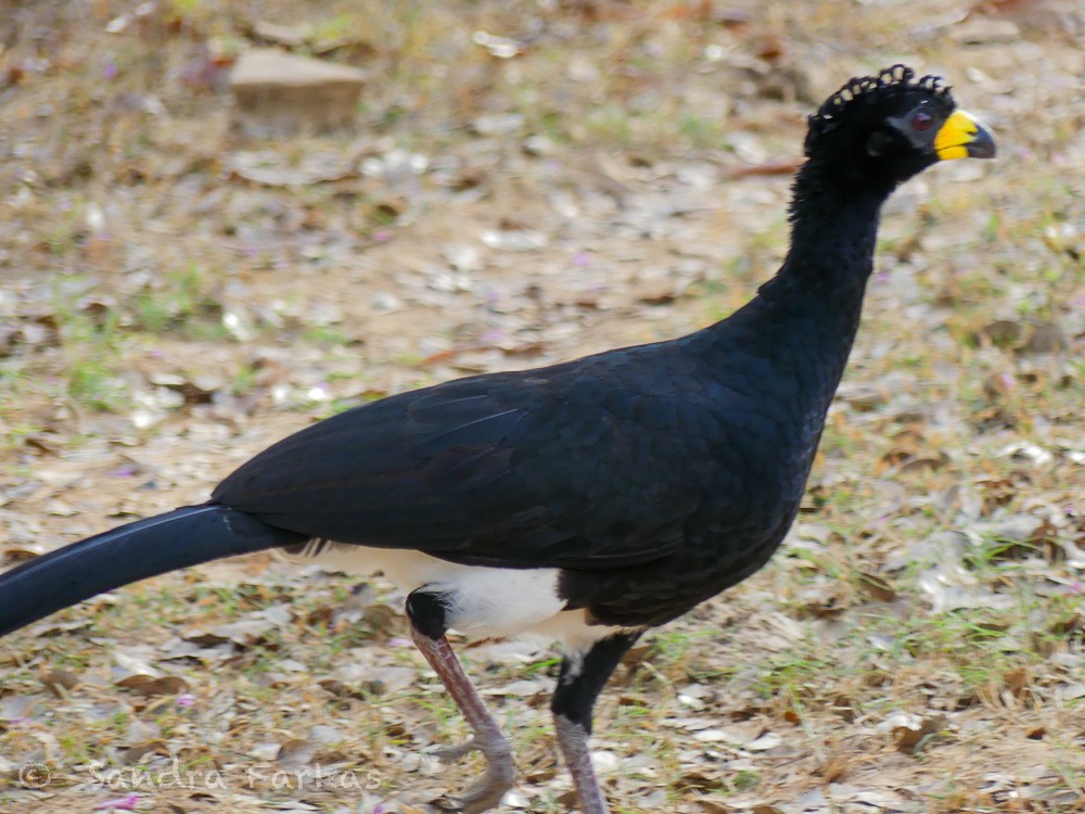 Bare-faced Curassow (Bare-faced) - ML613541329