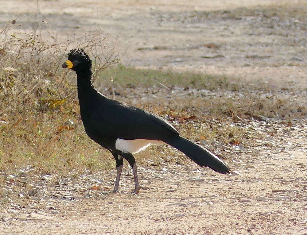 Bare-faced Curassow (Bare-faced) - ML613541353