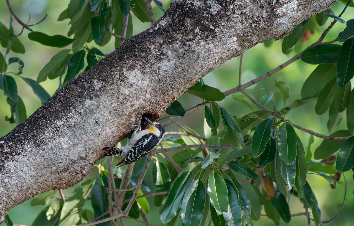 White-fronted Woodpecker - ML613541361