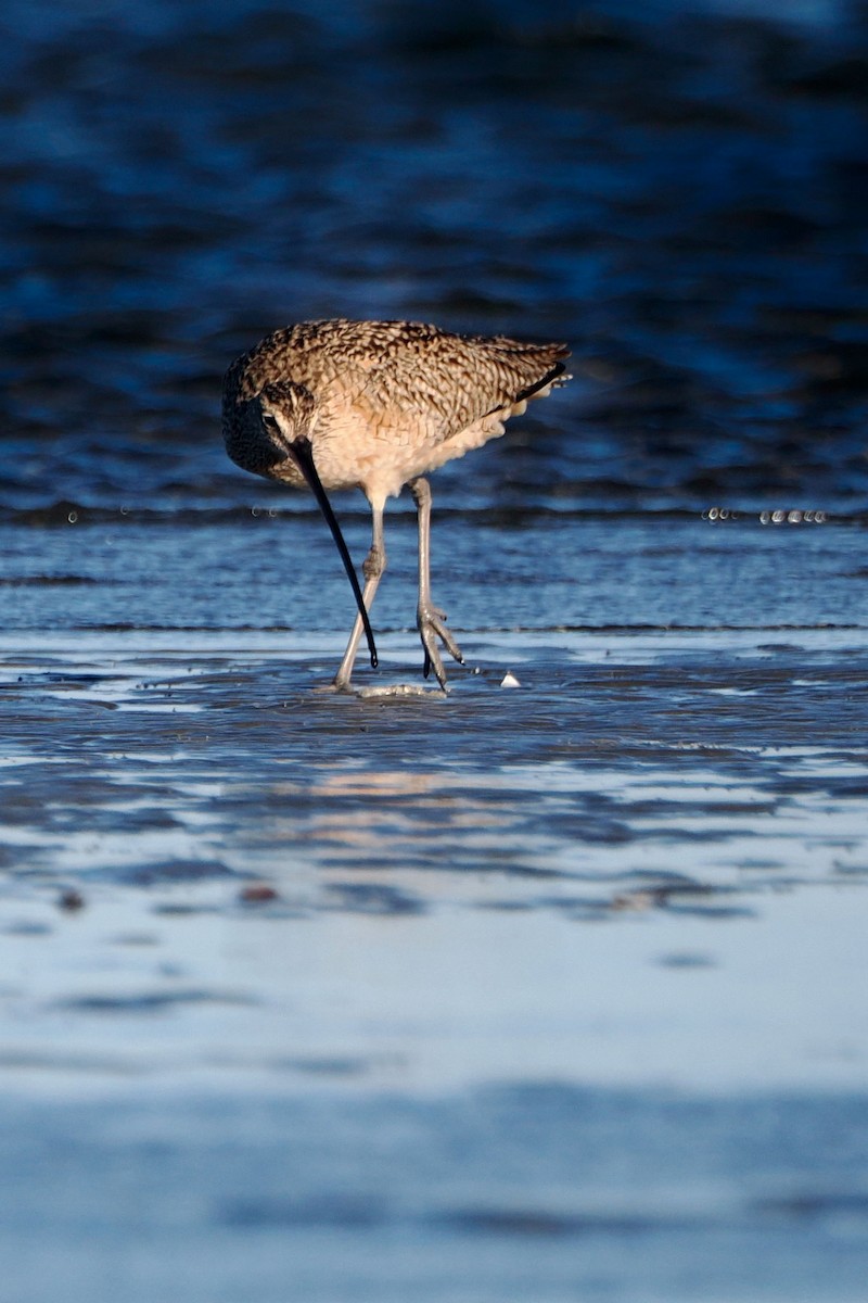 Long-billed Curlew - ML613541376