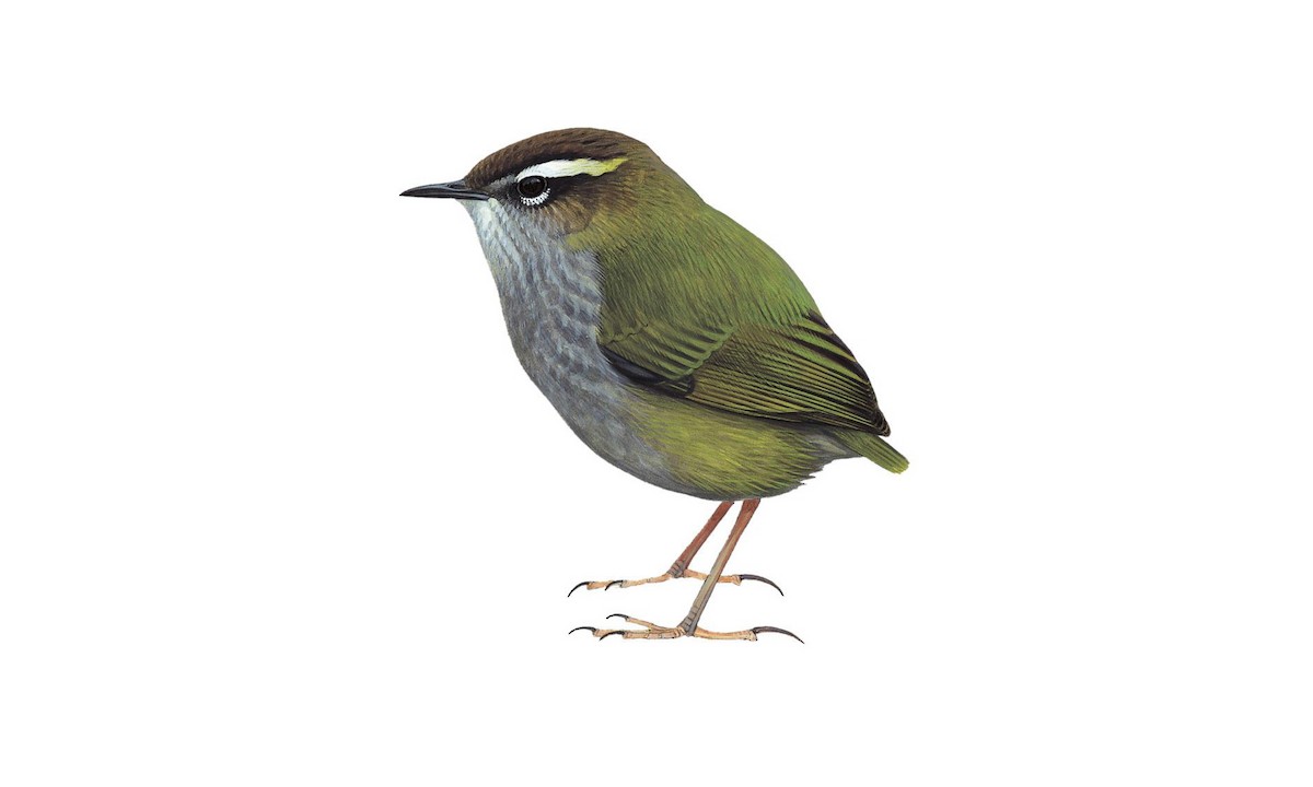 Bush Wren - Xenicus longipes - Birds of the World