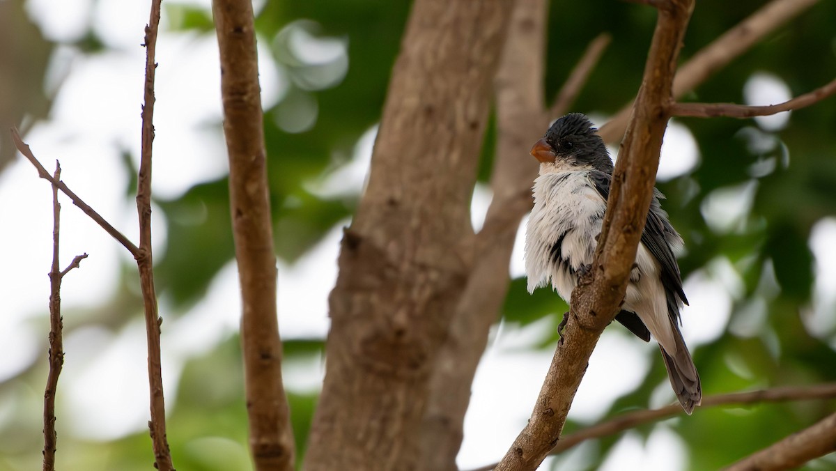 White-bellied Seedeater - ML613541563