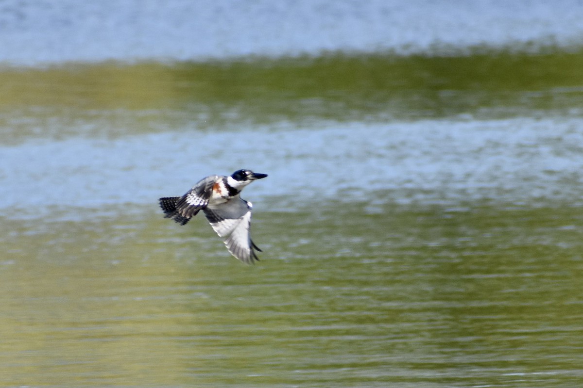 Belted Kingfisher - ML613541572