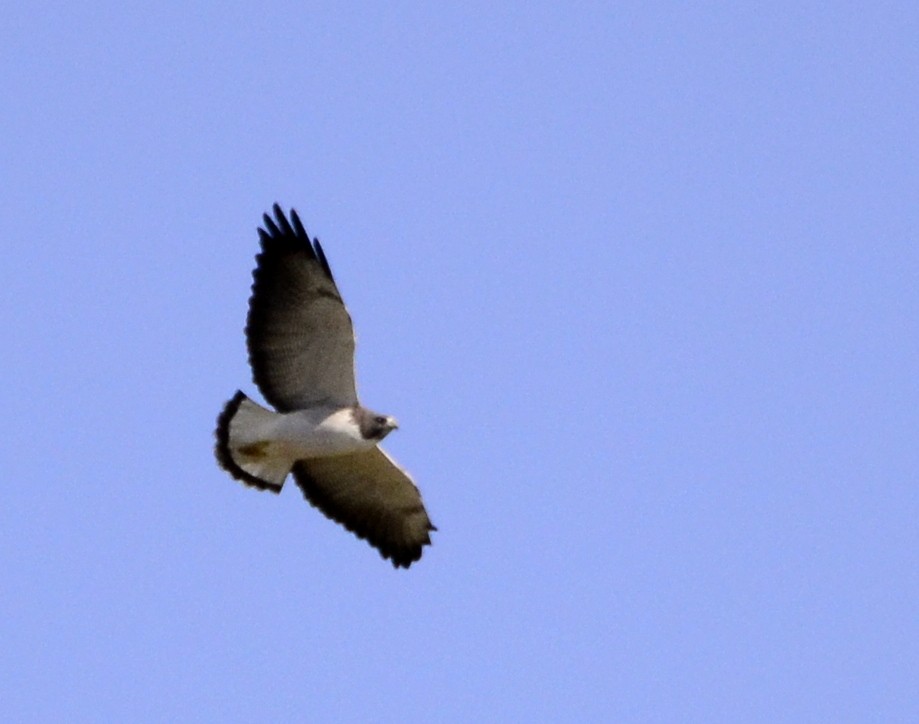 White-tailed Hawk - Joaquin Galindo