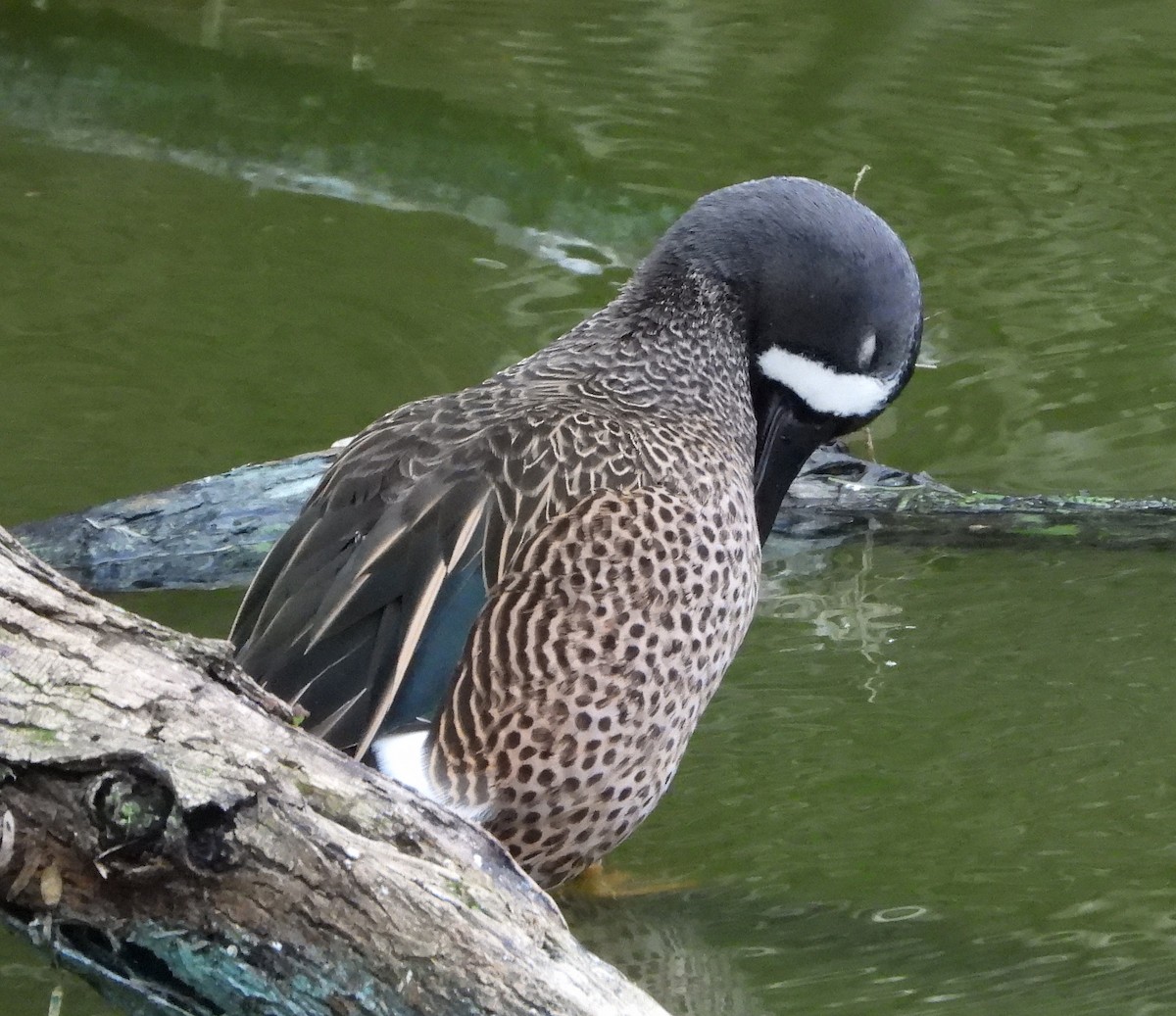 Blue-winged Teal - ML613541733
