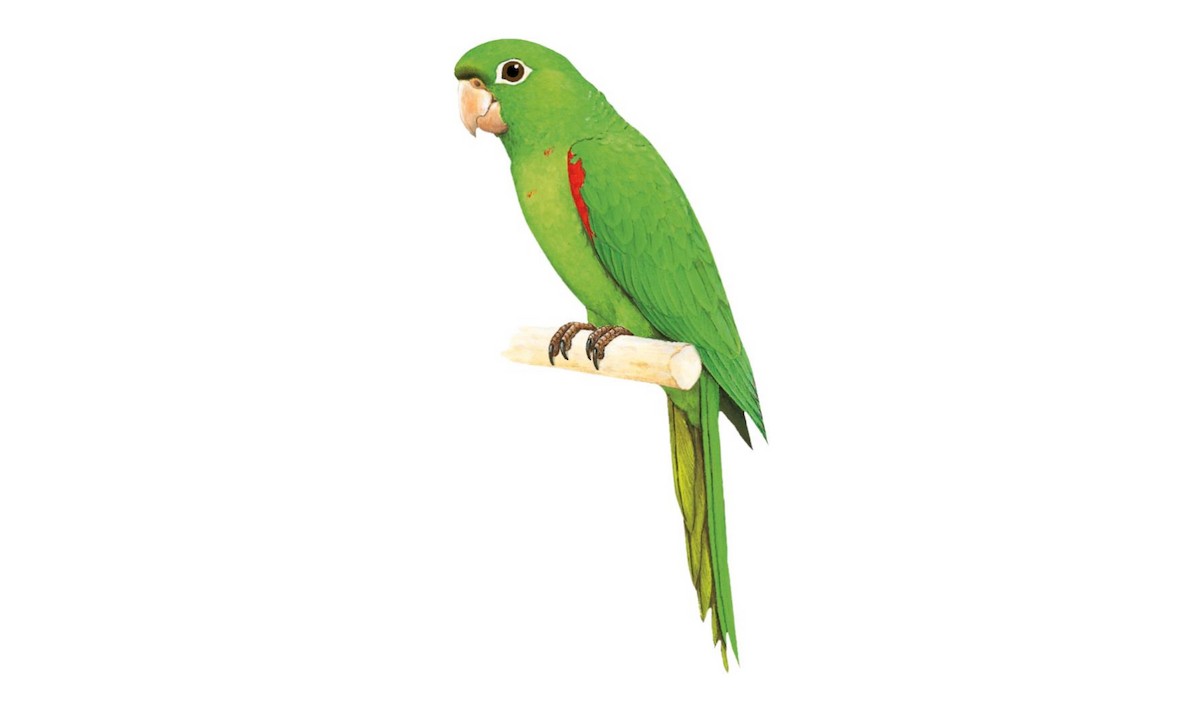 Puerto Rican Parakeet - Psittacara maugei - Birds of the World