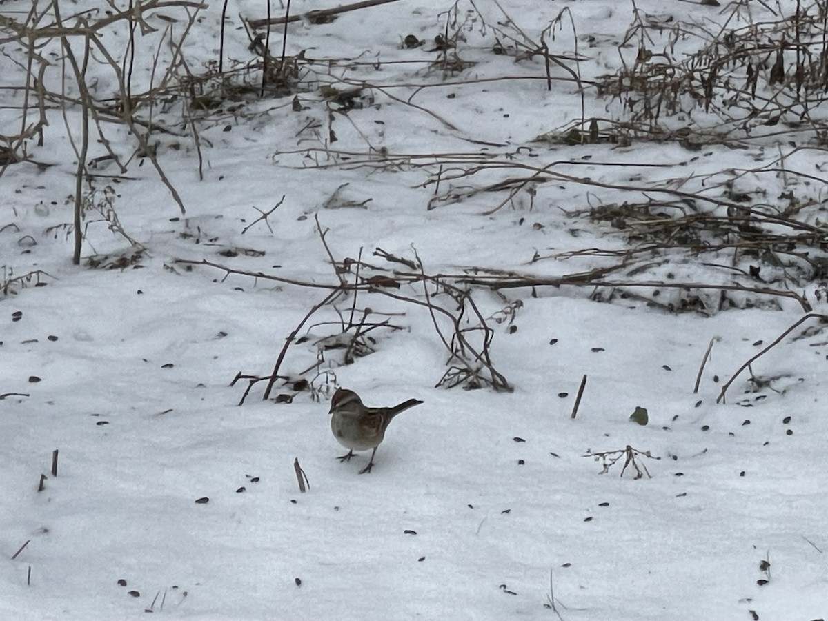 Ebird Checklist Jan Church St Backyard Franconia Species