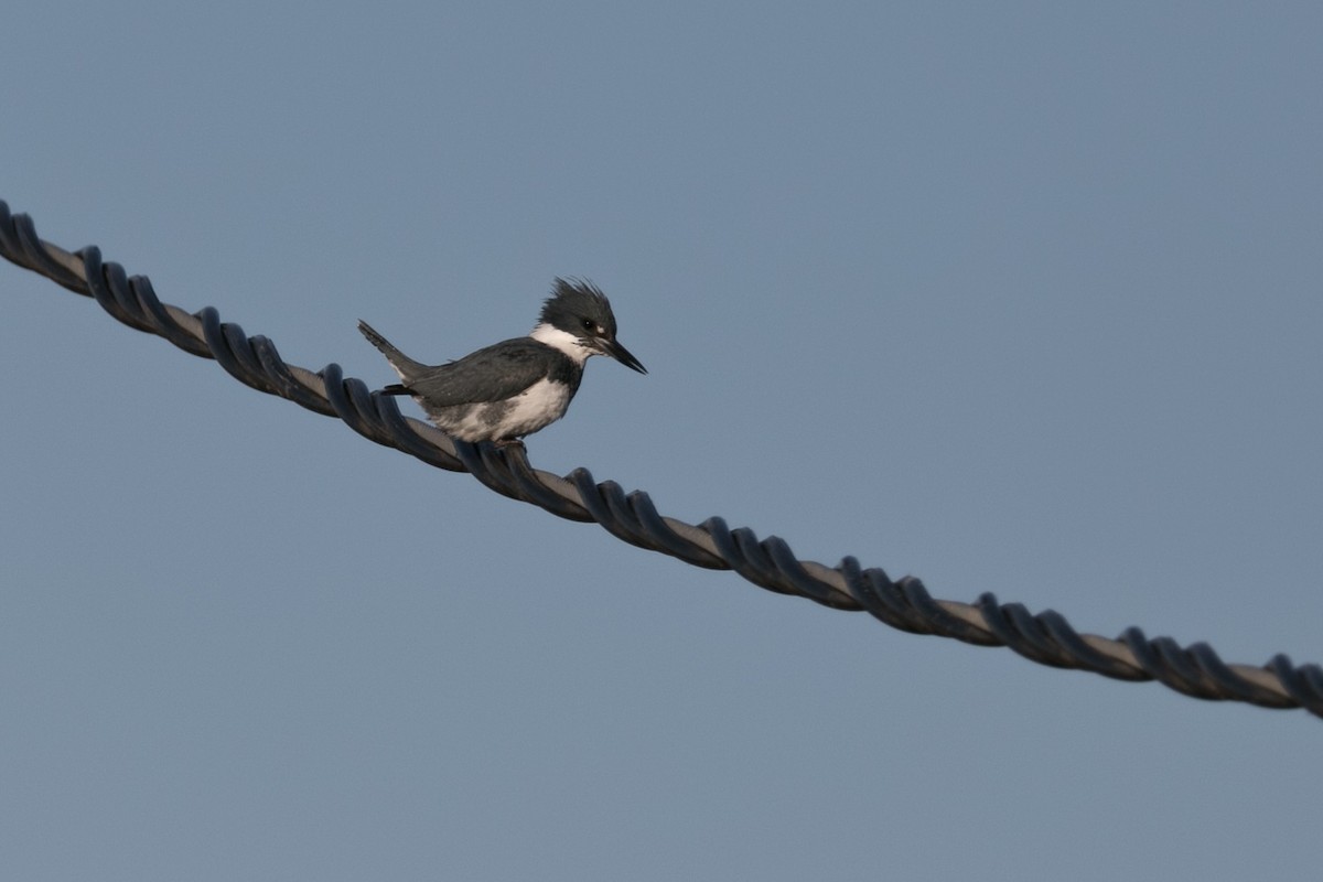 Belted Kingfisher - ML613542033