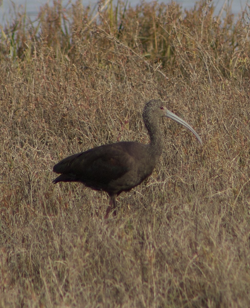 ibis americký - ML613542069