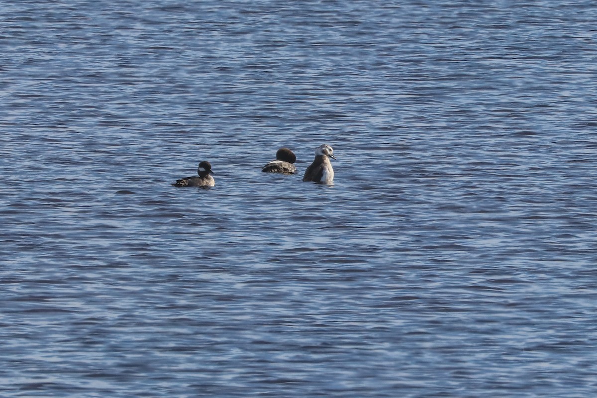 Long-tailed Duck - ML613542205