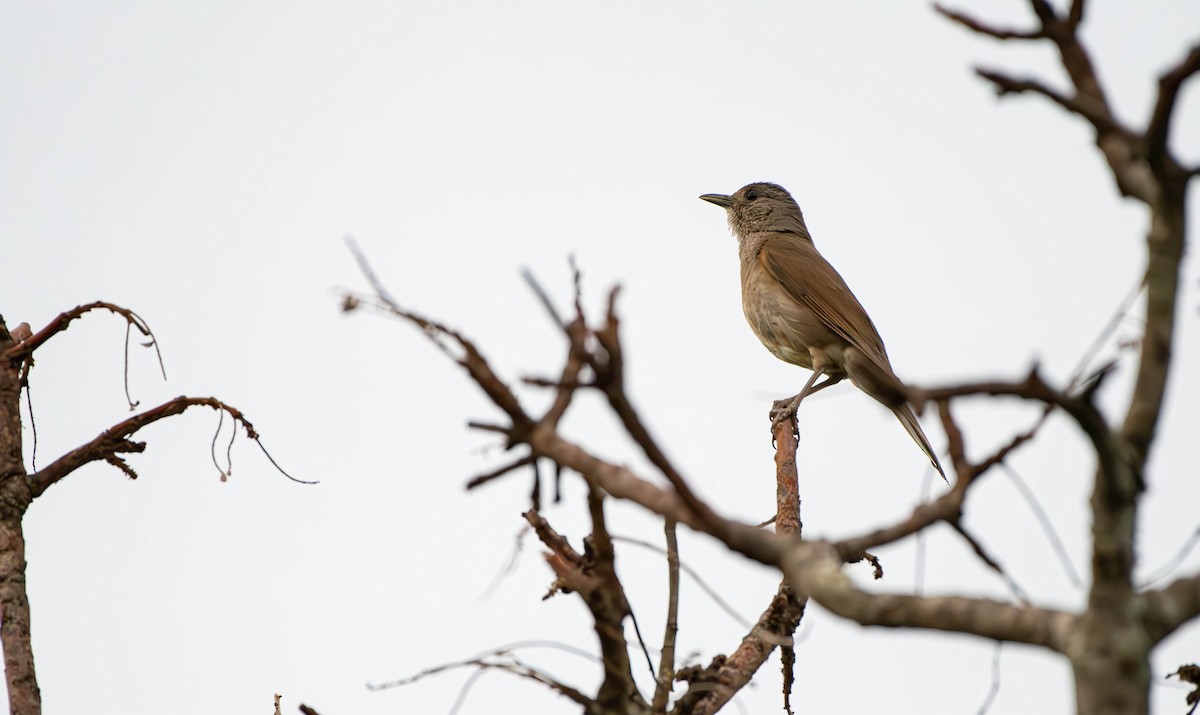 Pale-breasted Thrush - ML613542694
