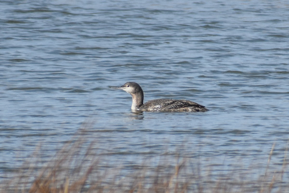 Red-throated Loon - ML613542785