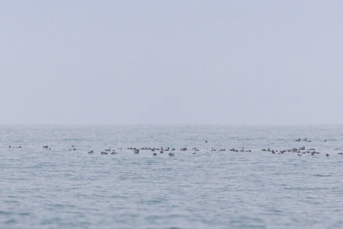 eBird Checklist 14 Jan 2024 North Pacific Ocean, Morro Bay USCA 35
