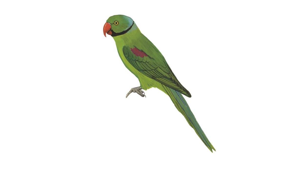 Seychelles parakeet hot sale