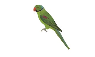 Seychelles Parakeet - Psittacula wardi - Birds of the World