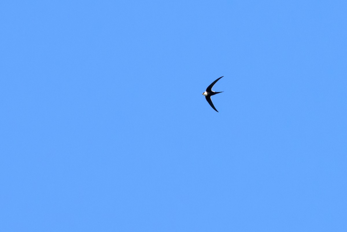 Great Swallow-tailed Swift - ML613543230