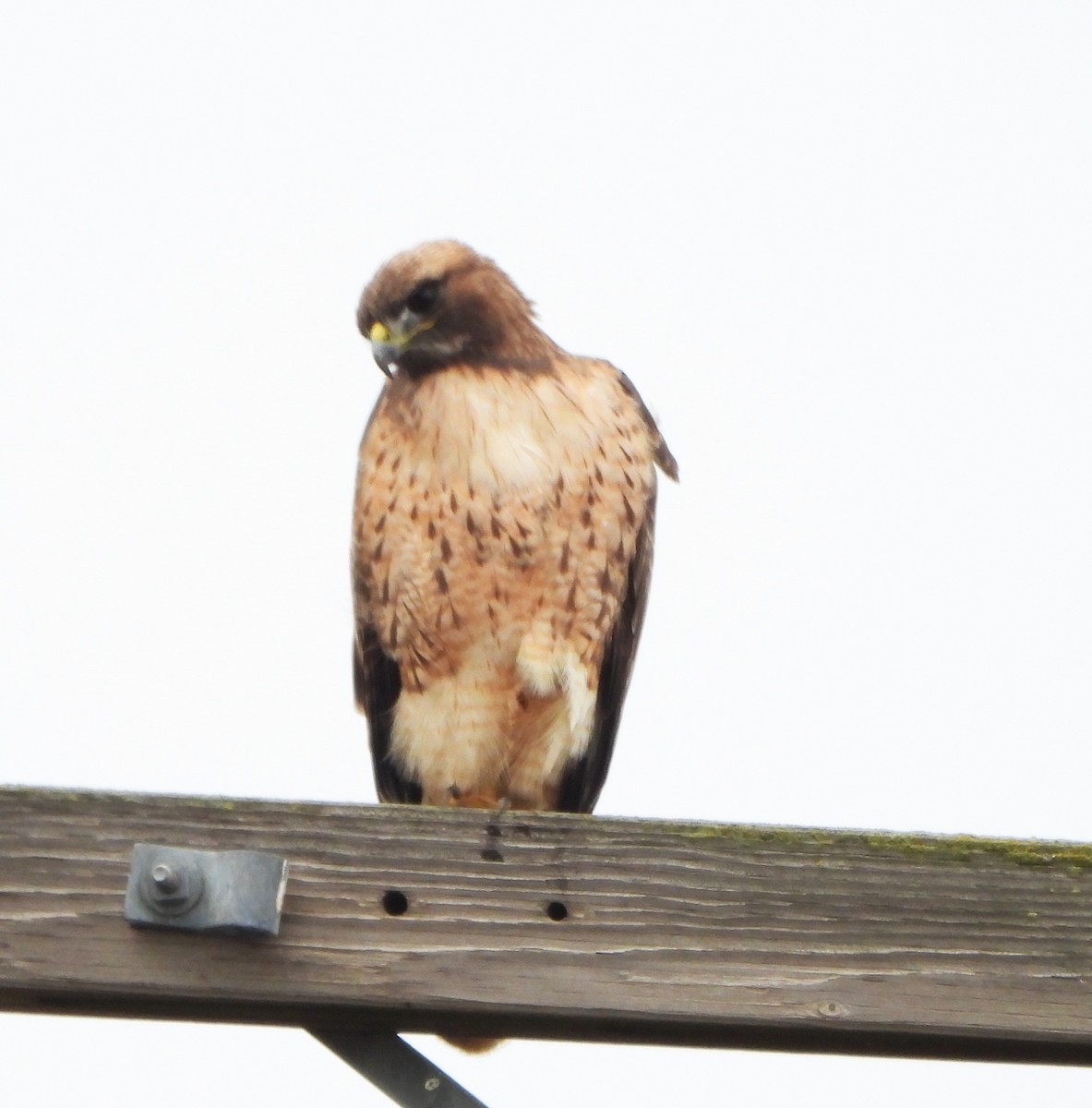 Red-tailed Hawk - ML613543257