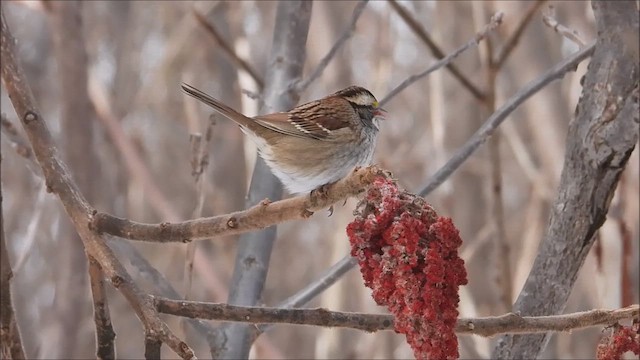 White-throated Sparrow - ML613543508