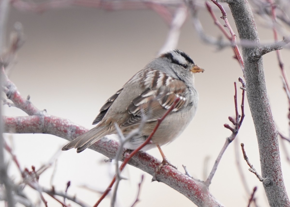 White-crowned Sparrow - Glenn Dunmire
