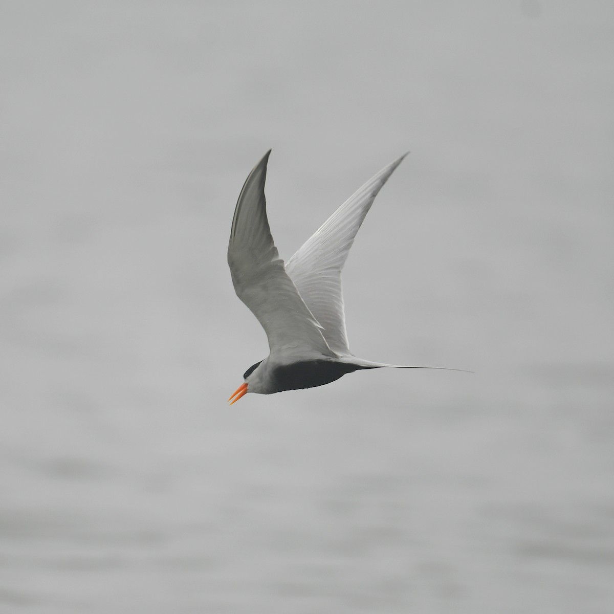 Black-bellied Tern - ML613543830