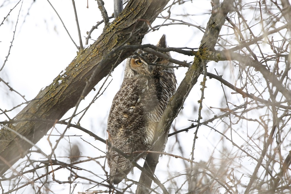 Great Horned Owl - ML613543948