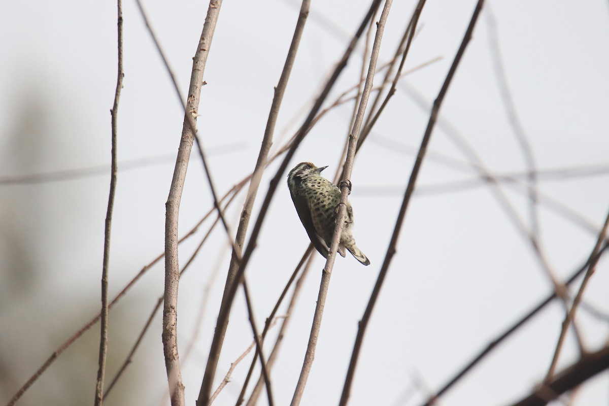 Speckled Piculet - ML613544219