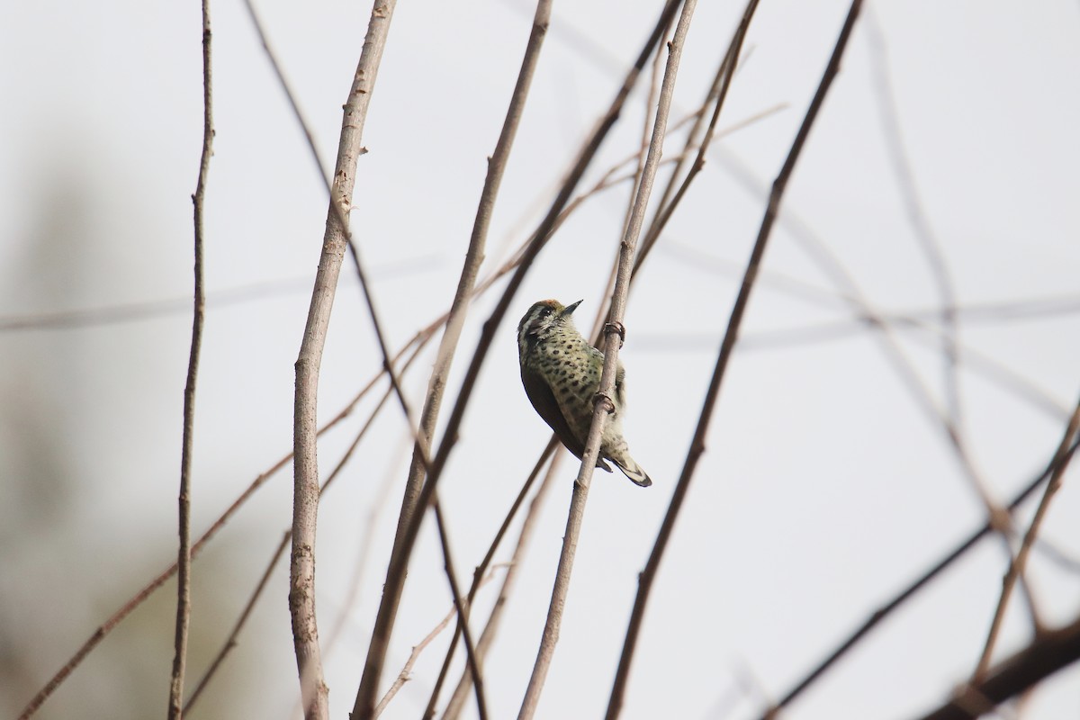 Speckled Piculet - ML613544220