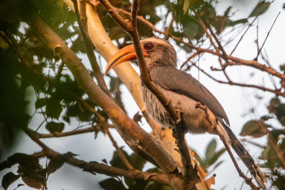 Malabar Gray Hornbill - ML613544288