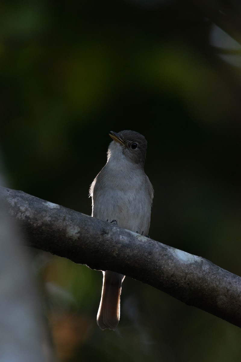 Rusty-tailed Flycatcher - M Vinay