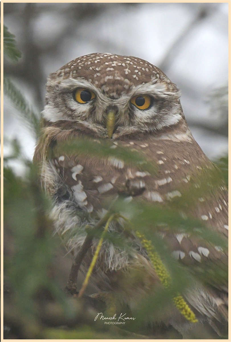 Spotted Owlet - ML613545052