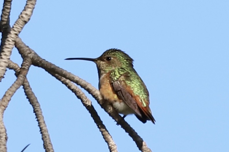 Allen's Hummingbird - ML613545286