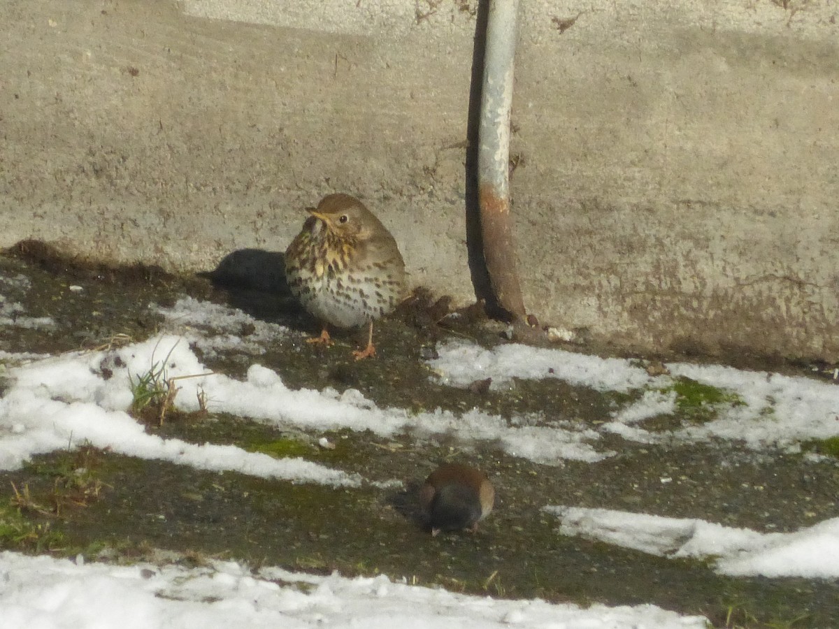 EBird Checklist 12 Jan 2024 West Port Angeles 1 Species   1200