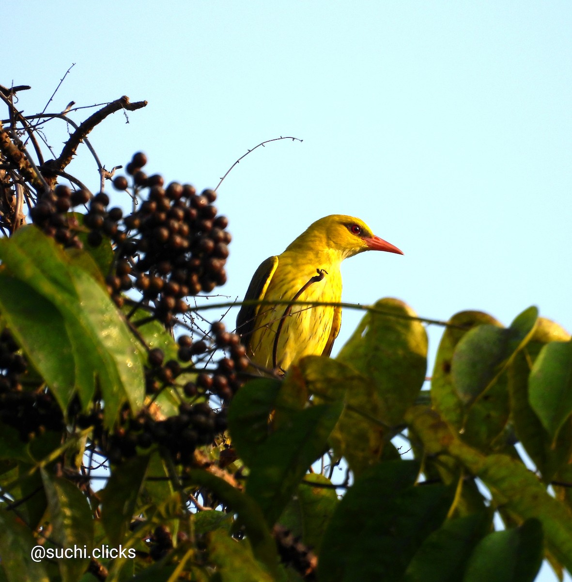 Indian Golden Oriole - ML613545331