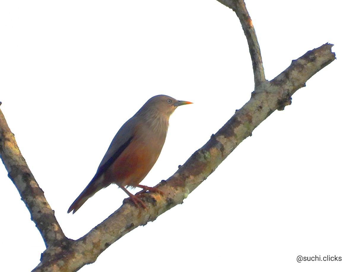 Chestnut-tailed Starling - ML613545344