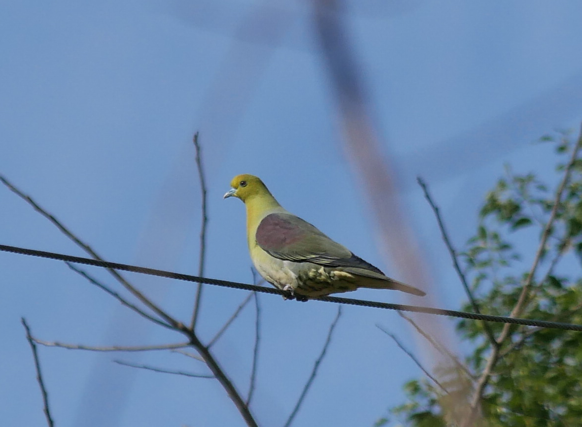 Японский зелёный голубь - ML613545591