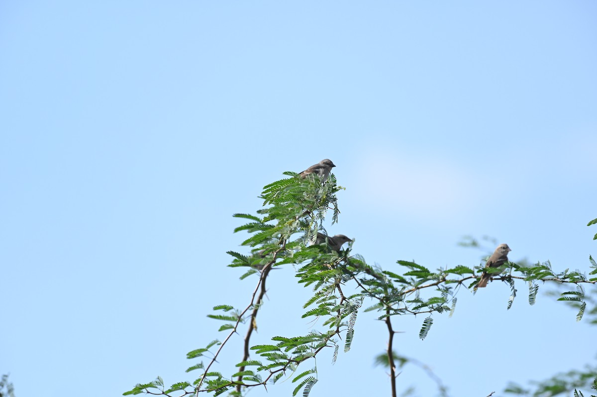 Yellow-throated Sparrow - Venugopala Prabhu S